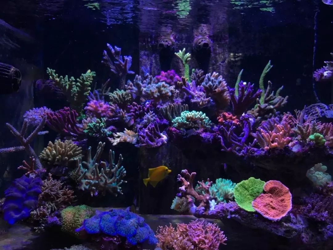 一周才打理一次的90骨缸，这状态我不信