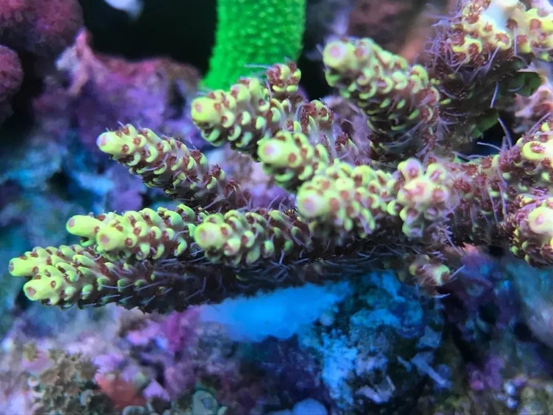 一周才打理一次的90骨缸，这状态我不信