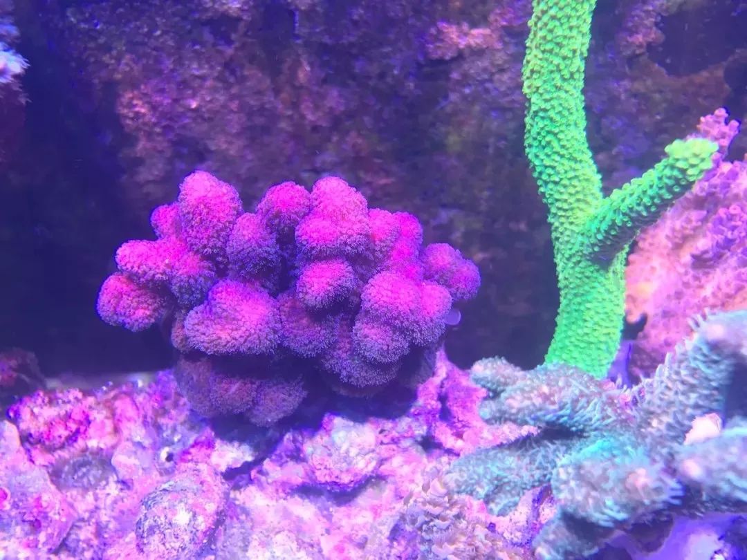 一周才打理一次的90骨缸，这状态我不信