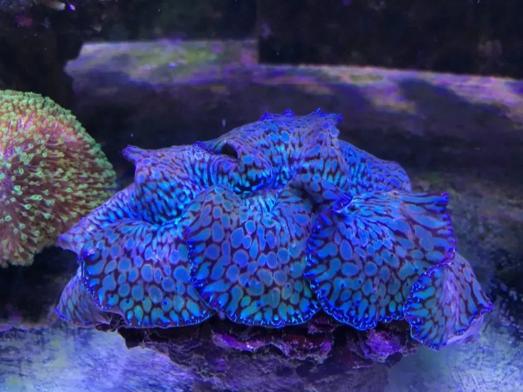 一周才打理一次的90骨缸，这状态我不信