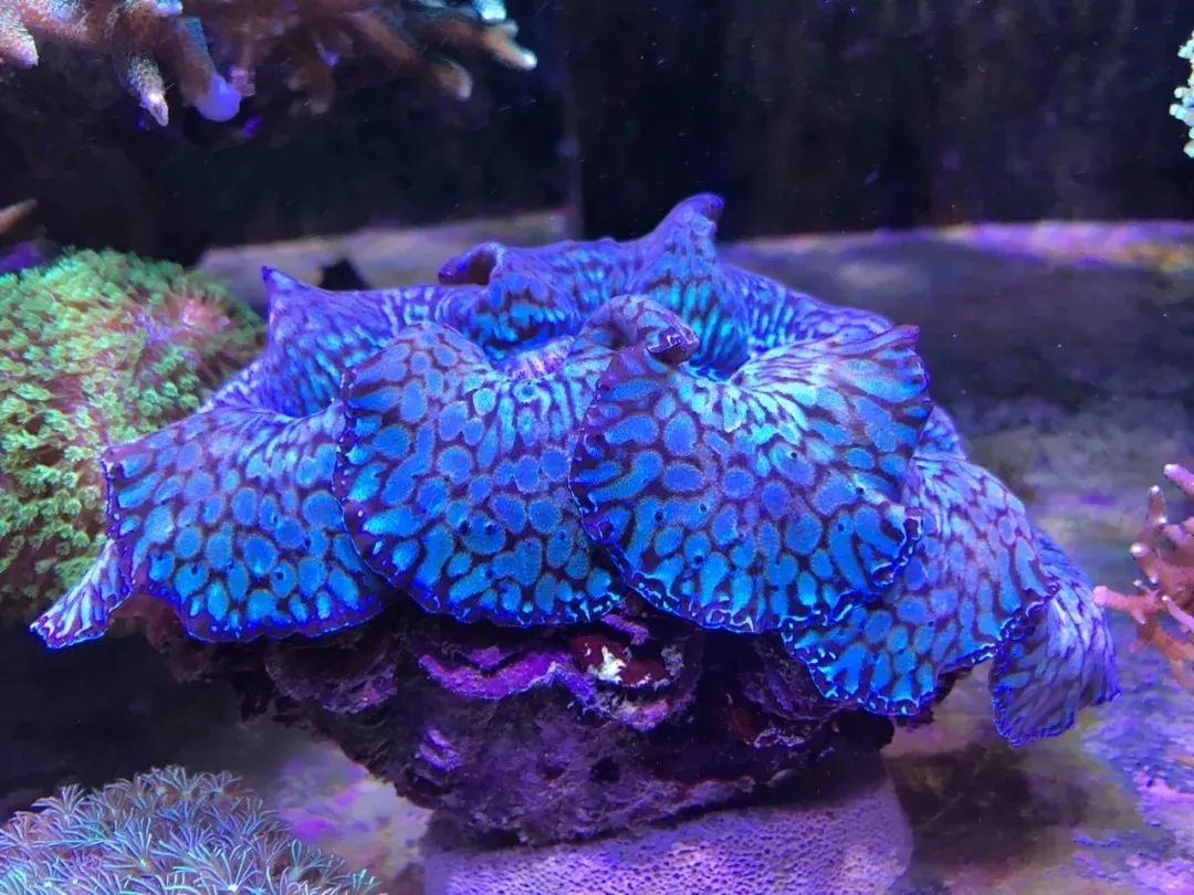 一周才打理一次的90骨缸，这状态我不信