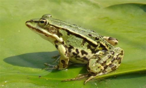 鏂板叴琛屼笟鍒涗笟椤圭洰娉ラ硡鍏绘畺,婀栧寳瑗勯槼娉ラ硡鍏绘畺鍓嶆櫙