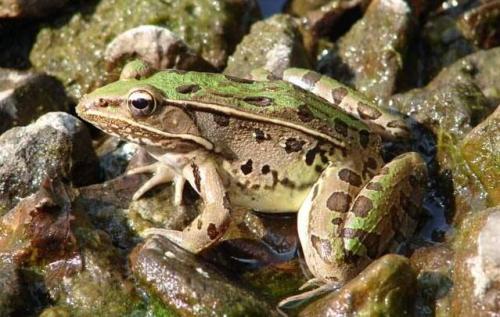 鏂板叴琛屼笟鍒涗笟椤圭洰娉ラ硡鍏绘畺,婀栧寳瑗勯槼娉ラ硡鍏绘畺鍓嶆櫙