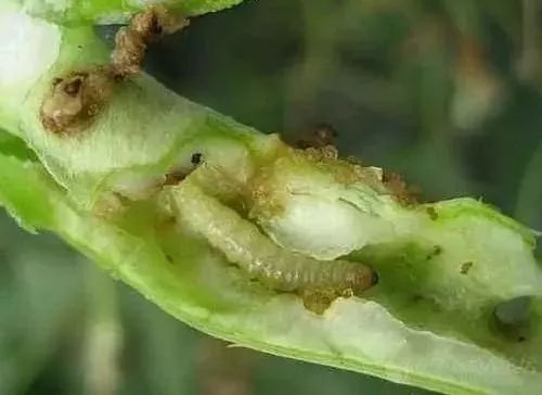 最全蔬菜害虫图谱,蔬菜常见害虫高清图片