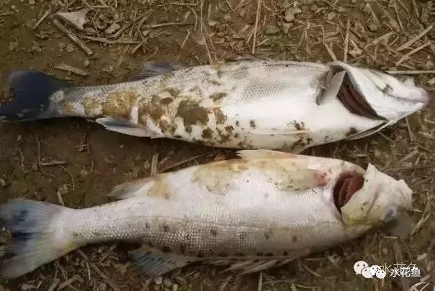 花白鲢鱼败血症怎么防治,花白鲢败血病用什么药