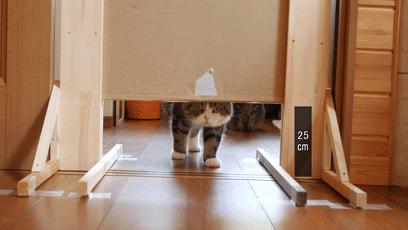 萌翻了！网友亲测猫趴在地上可以有多扁！原来猫的真实形态是液体的…