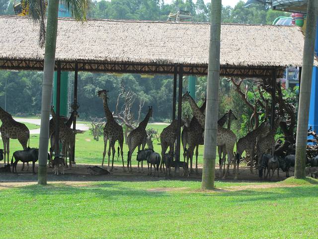 广东长隆亲子游推荐4-5天游,北京到广州长隆攻略亲子游三天