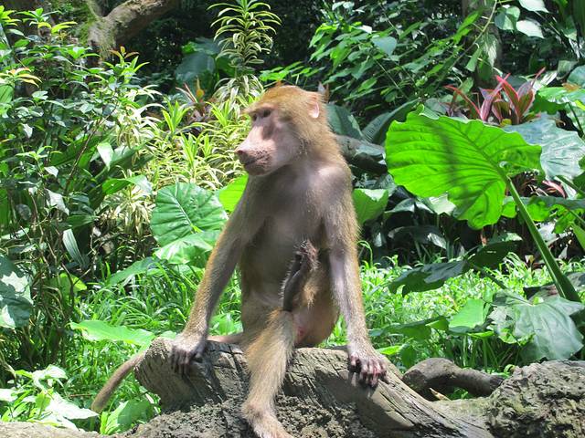 广东长隆亲子游推荐4-5天游,北京到广州长隆攻略亲子游三天