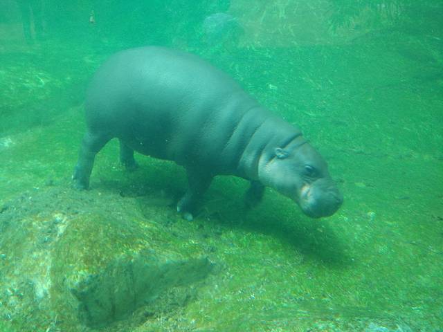 广东长隆亲子游推荐4-5天游,北京到广州长隆攻略亲子游三天