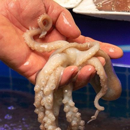 搬来个舟山「海鲜市场」！佛手、胭脂、大米鱼…你爱吃的海鲜从挑到做全get