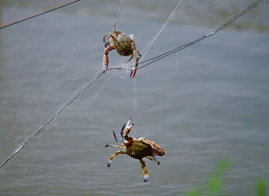 青岛梭子蟹养殖,梭子蟹青岛