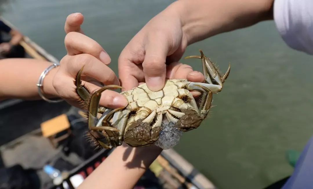 阳澄湖大闸蟹大部分是洗澡蟹吗,阳澄湖大闸蟹洗澡