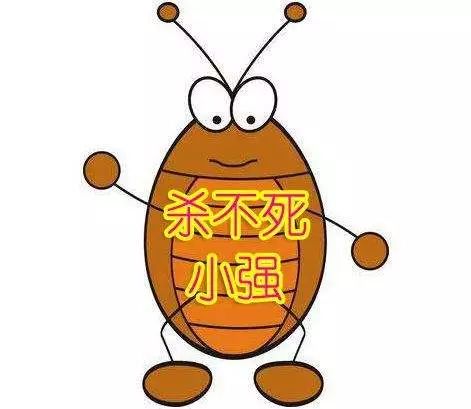 打不死的小强怎么才能消灭它,打不死的小强怎么消灭