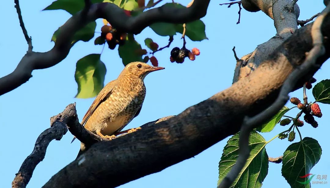 乡情乡韵|德清水乡桑事