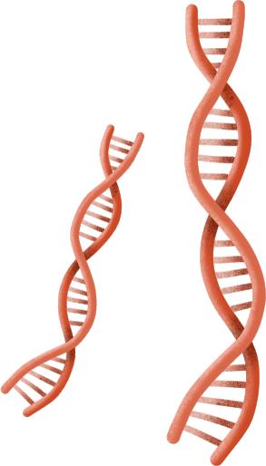 生姜种植增产妙招,种植一亩生姜要多少钱的化肥