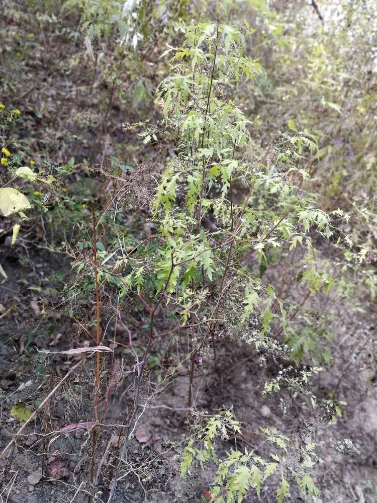 负荆请罪中的荆条,负荆请罪里的荆条
