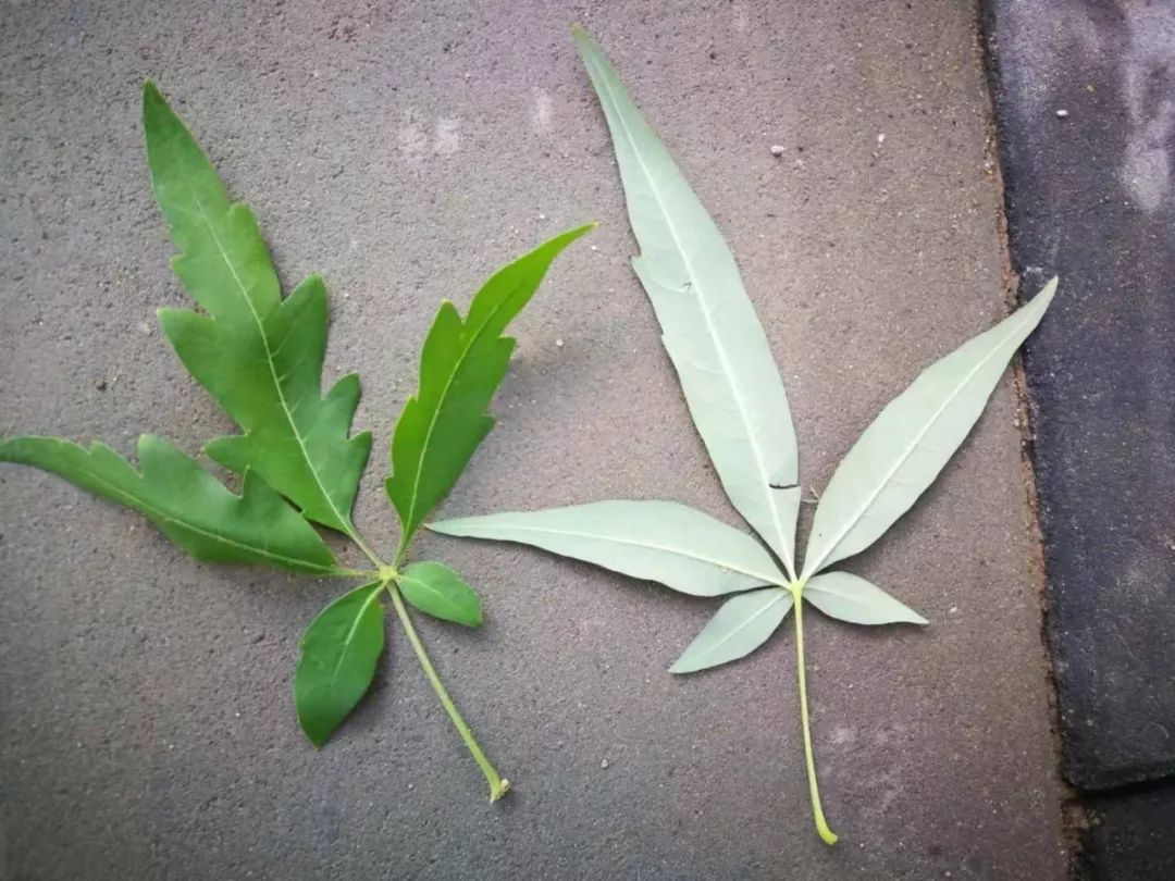 负荆请罪中的荆条,负荆请罪里的荆条