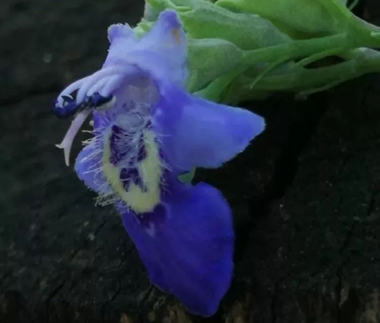 负荆请罪中的荆条,负荆请罪里的荆条