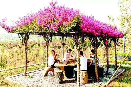 适合庭院种植的高颜值苗,适合院子种植的苗木