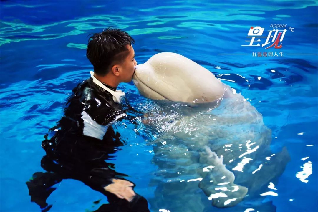 呈现|从海军战士到“海豚恋人”，人鱼相眷，恰似你的温柔……