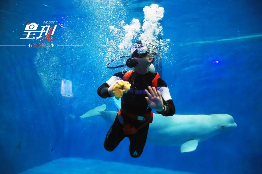 呈现|从海军战士到“海豚恋人”，人鱼相眷，恰似你的温柔……