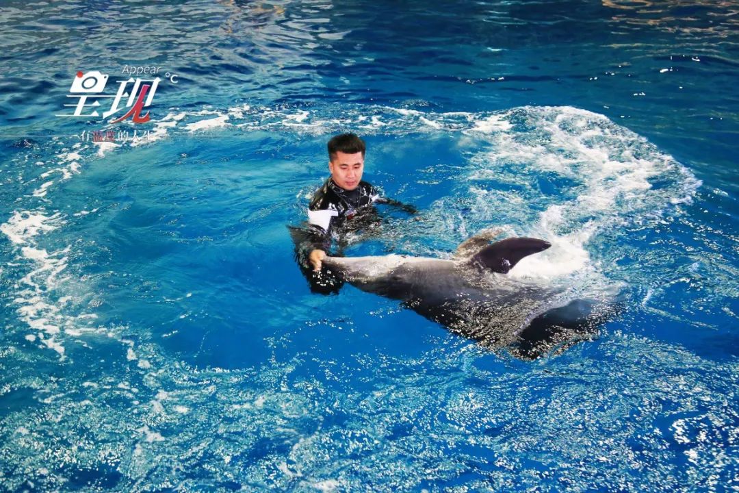 呈现|从海军战士到“海豚恋人”，人鱼相眷，恰似你的温柔……