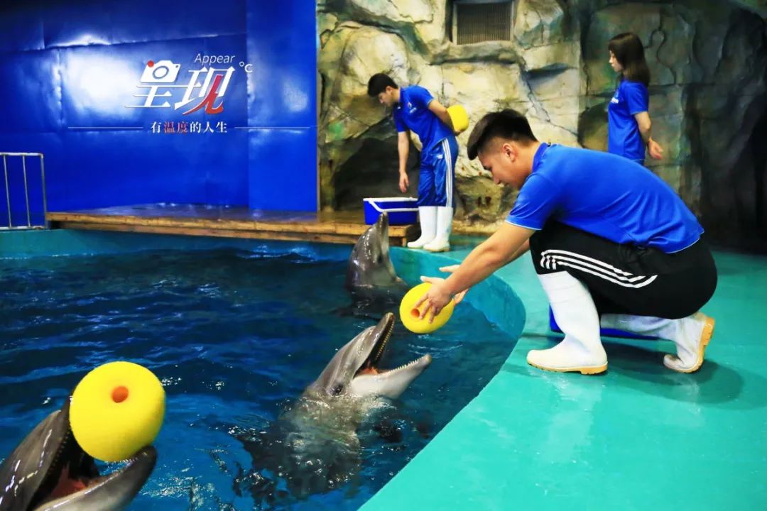 呈现|从海军战士到“海豚恋人”，人鱼相眷，恰似你的温柔……