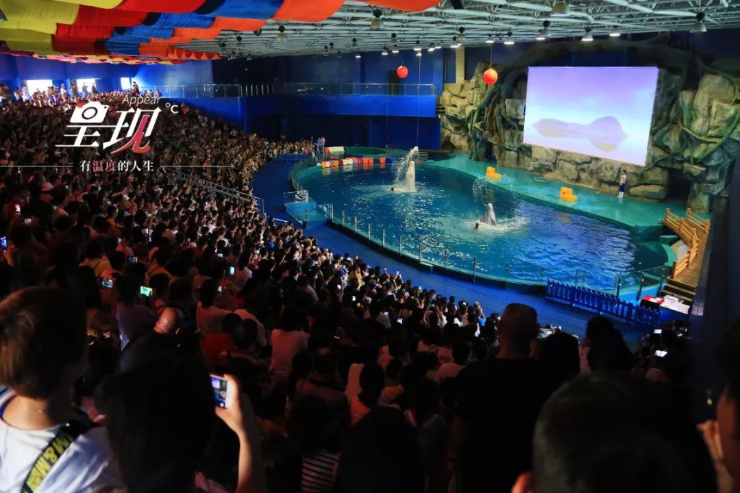 呈现|从海军战士到“海豚恋人”，人鱼相眷，恰似你的温柔……