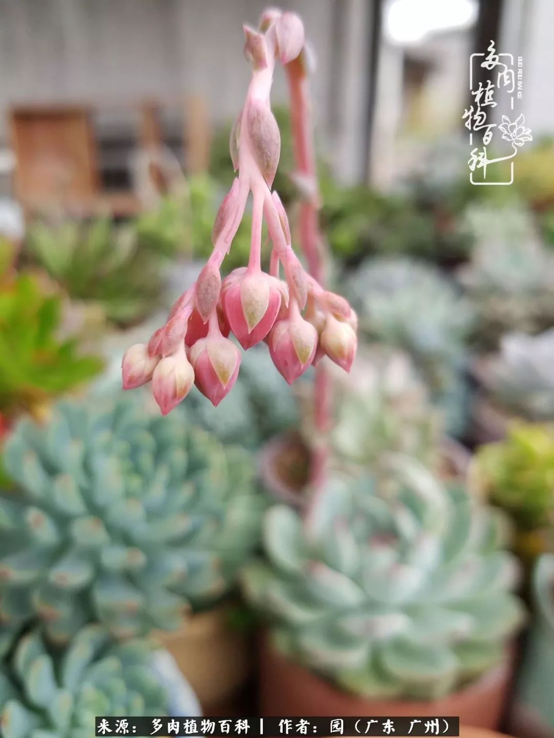 多肉粉色仙人球开花图片,开花最好看的多肉仙人球