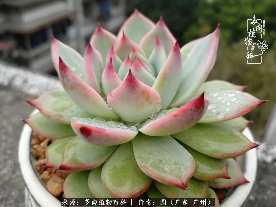 多肉粉色仙人球开花图片,开花最好看的多肉仙人球