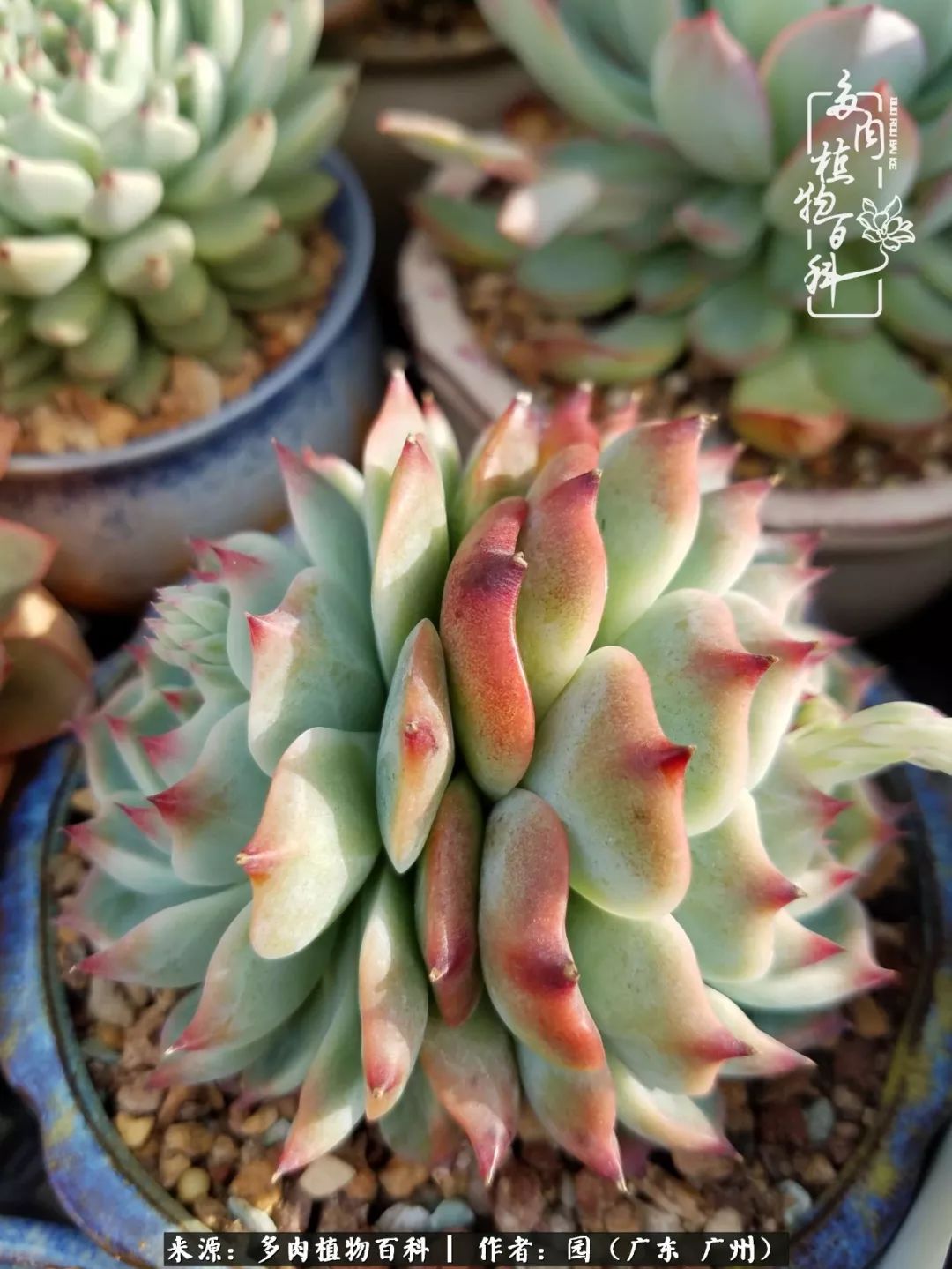 多肉粉色仙人球开花图片,开花最好看的多肉仙人球