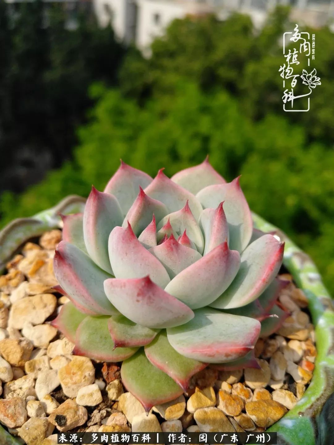 多肉粉色仙人球开花图片,开花最好看的多肉仙人球