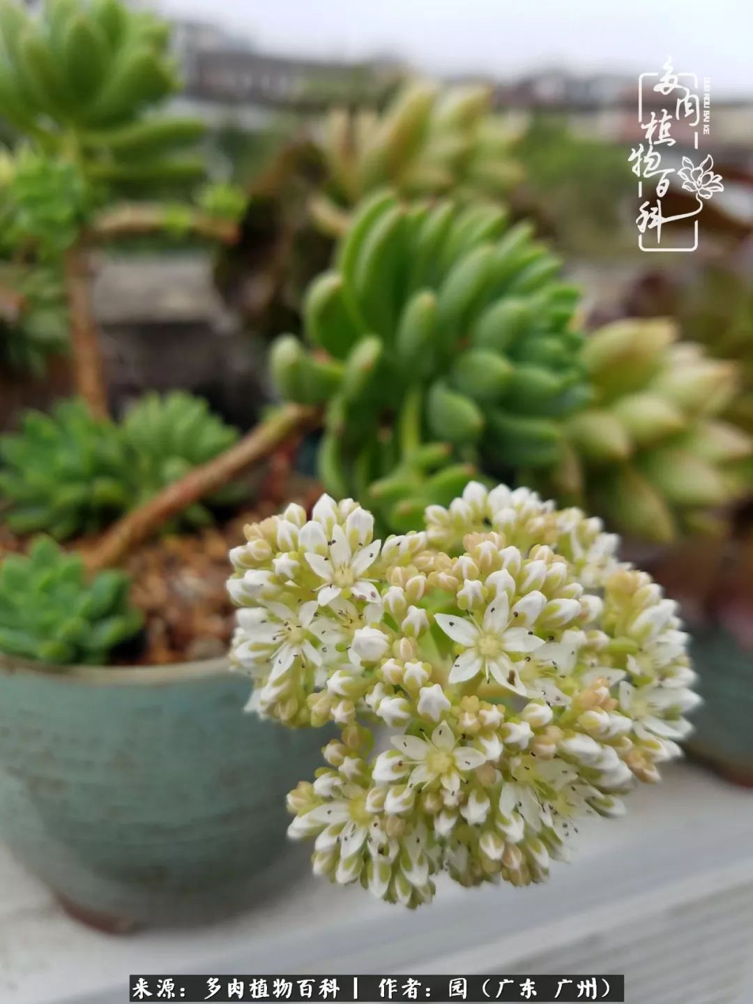 多肉粉色仙人球开花图片,开花最好看的多肉仙人球