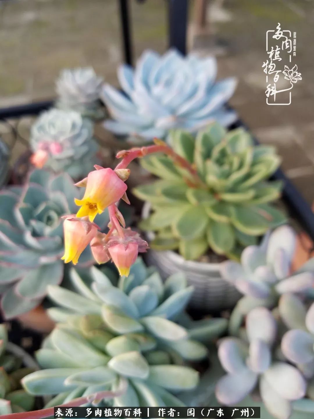 多肉粉色仙人球开花图片,开花最好看的多肉仙人球