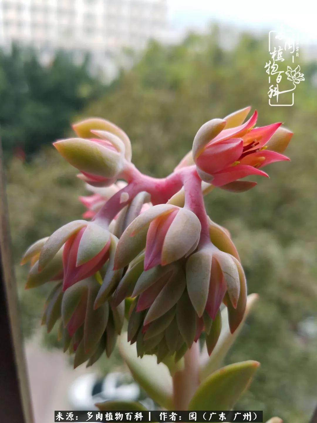 多肉粉色仙人球开花图片,开花最好看的多肉仙人球