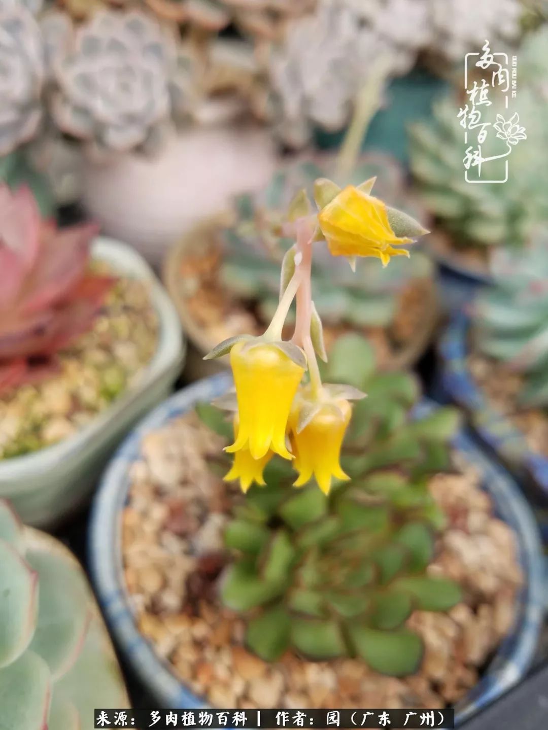 多肉粉色仙人球开花图片,开花最好看的多肉仙人球