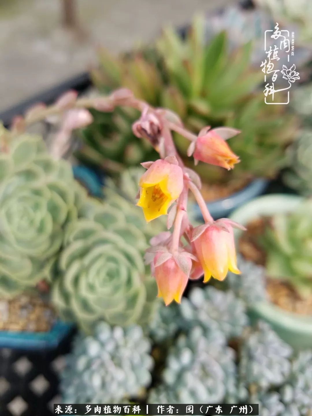 多肉粉色仙人球开花图片,开花最好看的多肉仙人球