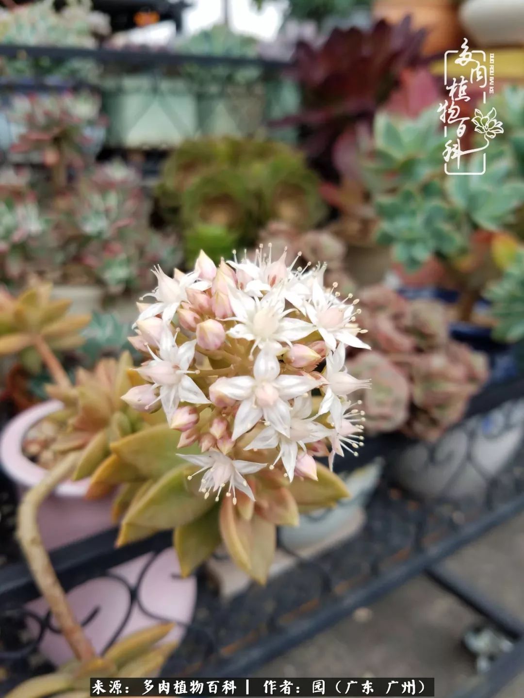 多肉粉色仙人球开花图片,开花最好看的多肉仙人球