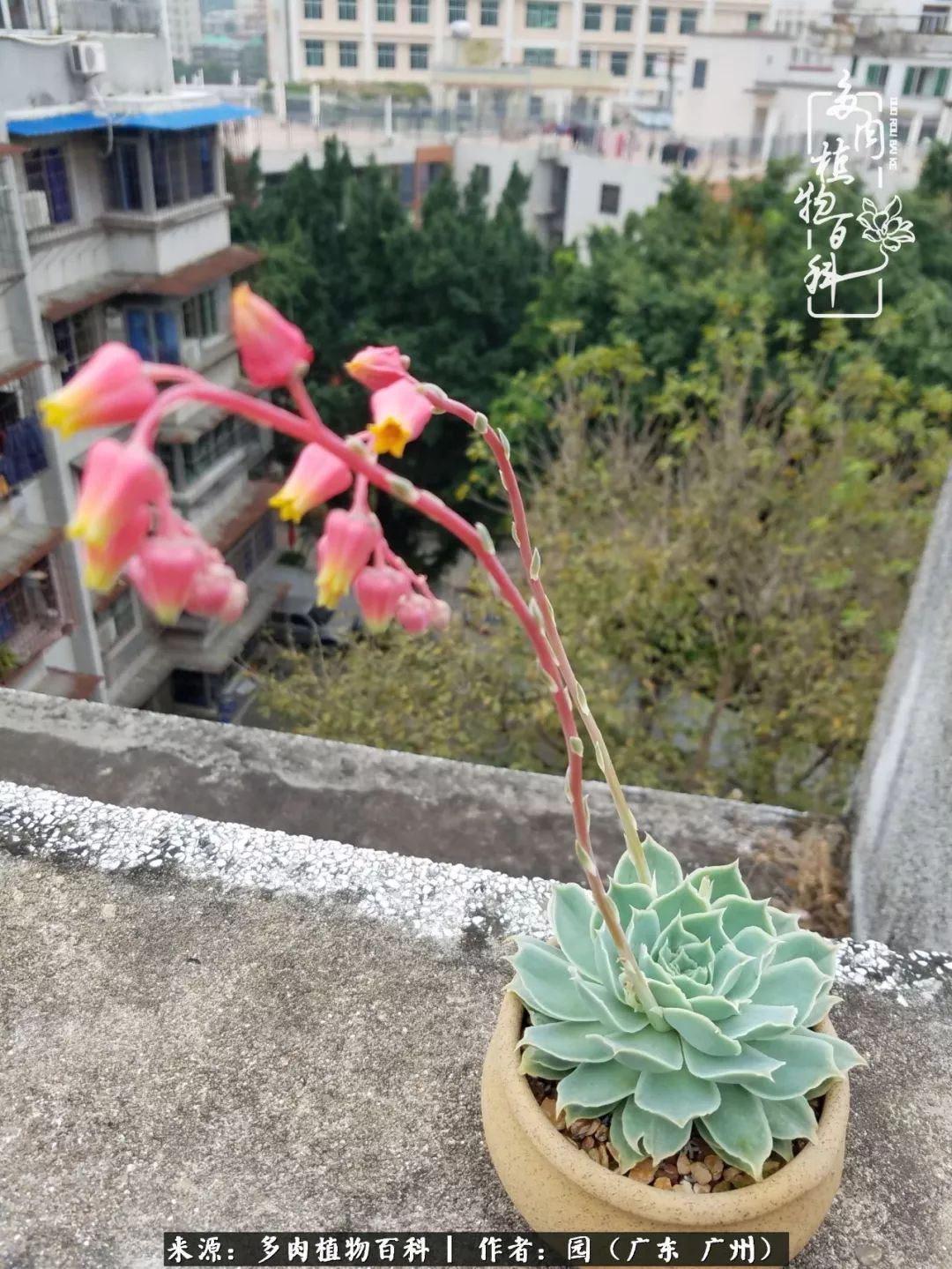 多肉粉色仙人球开花图片,开花最好看的多肉仙人球