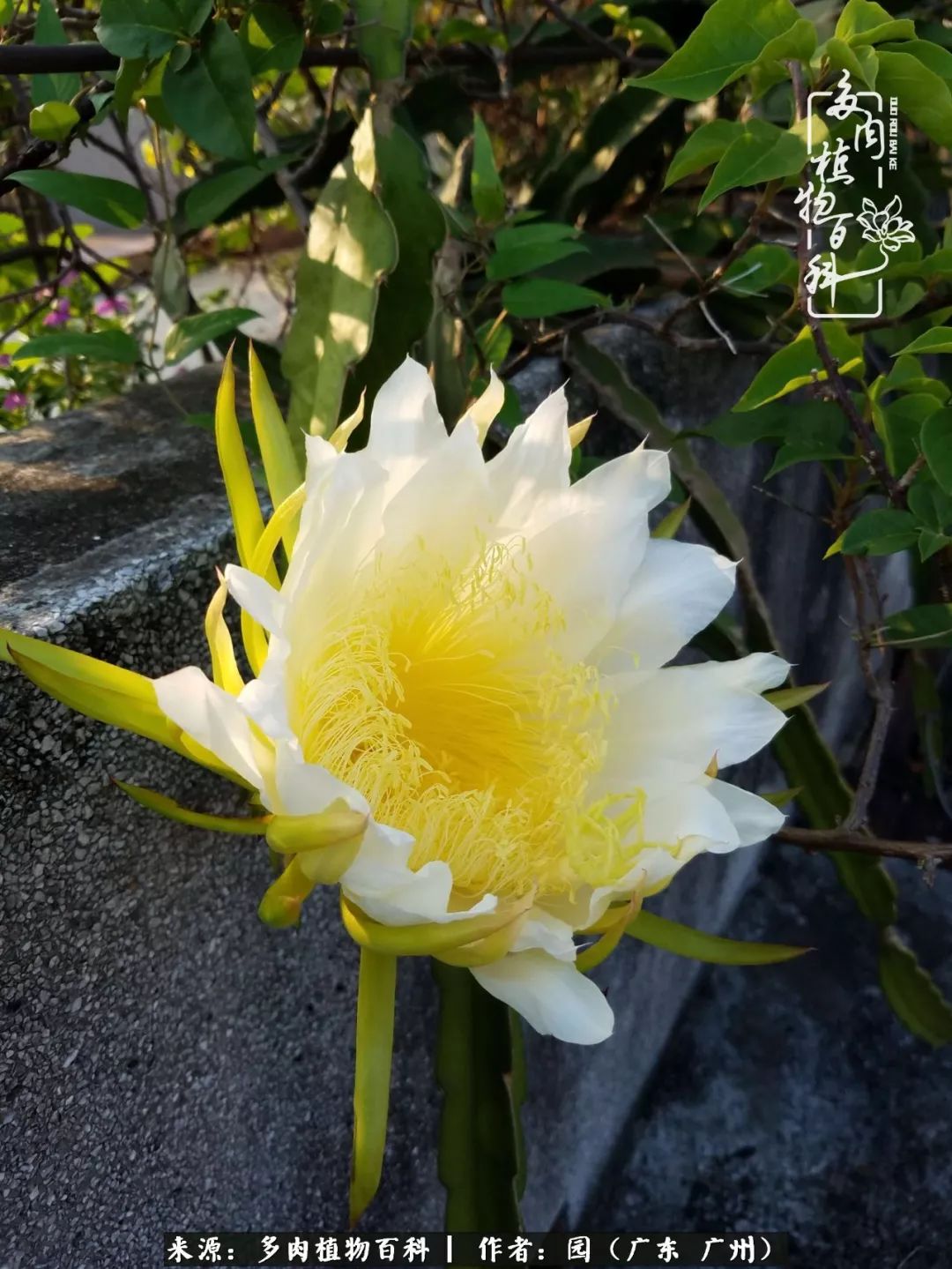多肉粉色仙人球开花图片,开花最好看的多肉仙人球