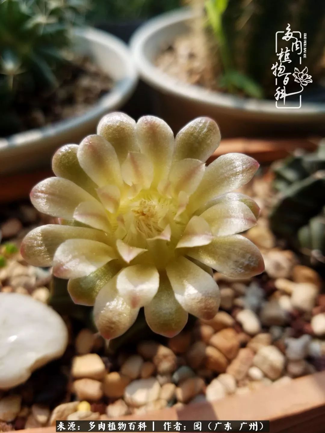 多肉粉色仙人球开花图片,开花最好看的多肉仙人球