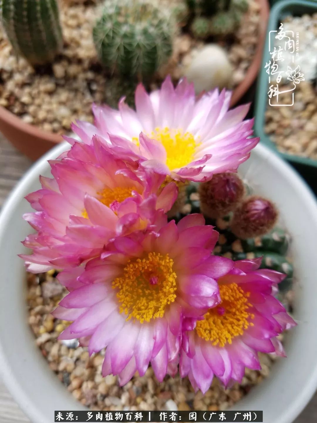 多肉粉色仙人球开花图片,开花最好看的多肉仙人球