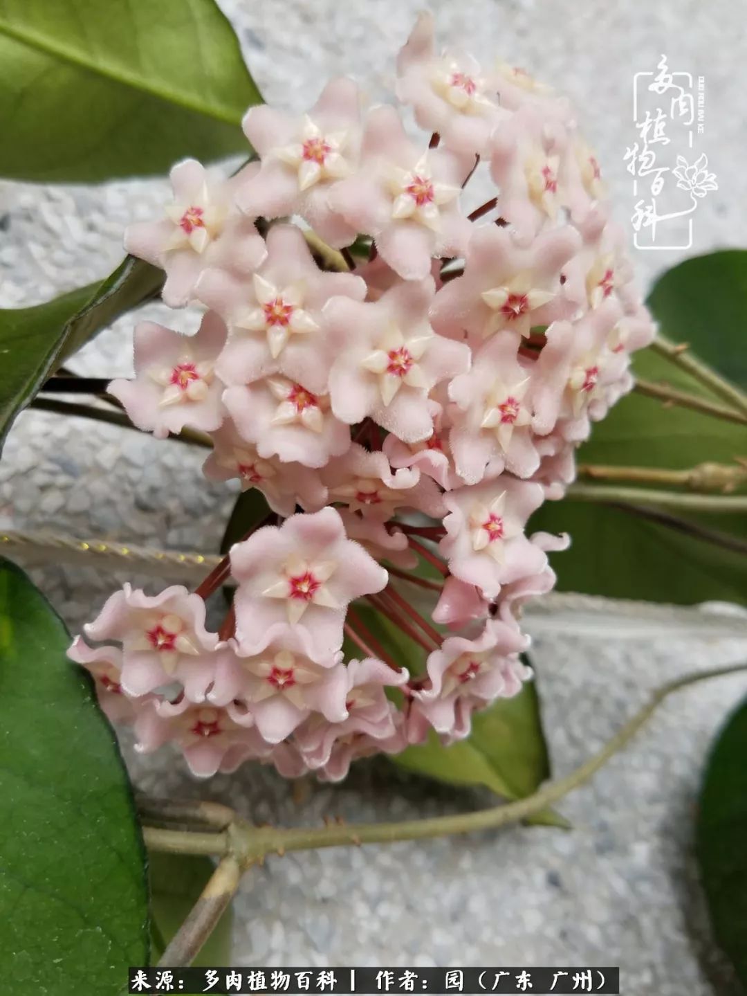 多肉粉色仙人球开花图片,开花最好看的多肉仙人球