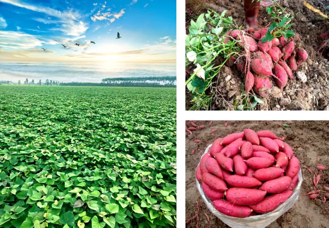 一字千金！最高拿万元！甘薯广告语征集！文案大神就是你