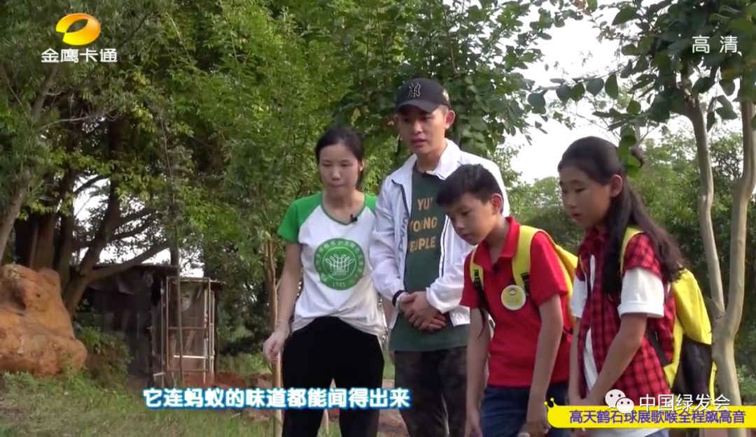 湖南卫视金鹰卡通频道播出绿会广东穿山甲救护康复野化训练工作