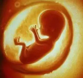 孕育生命的摇篮——神圣的女性生殖器官之子宫篇