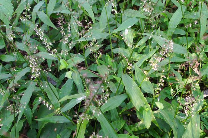 科普植物篇,科普遮阴植物