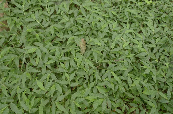 科普植物篇,科普遮阴植物