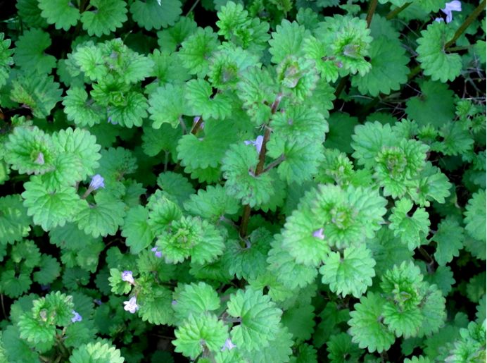 科普植物篇,科普遮阴植物