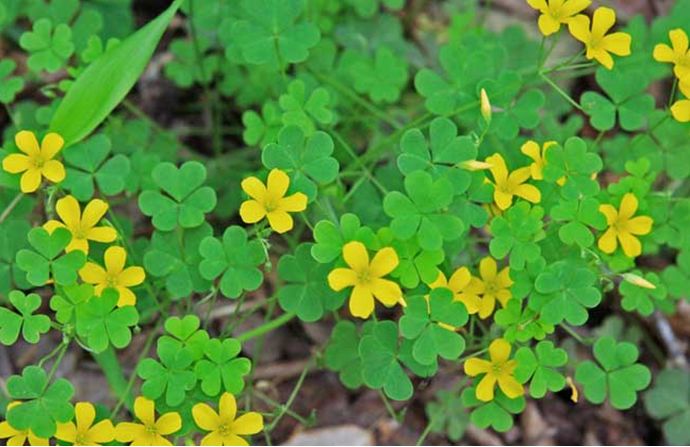 科普植物篇,科普遮阴植物